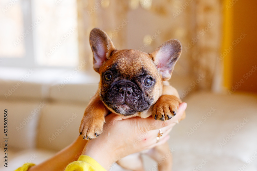 French bulldog puppy at home