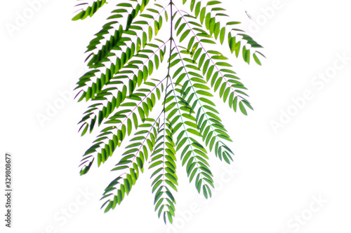 branch of a tree isolated on white background