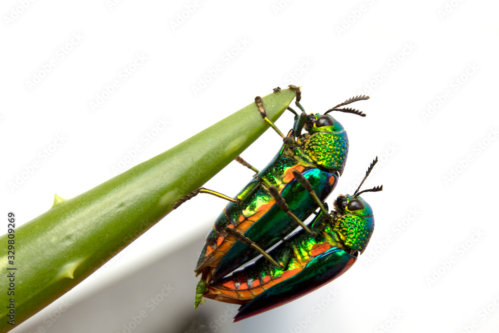 buprestis beetle buautiful shiny jawel bug  on  white background, green beetle nater
