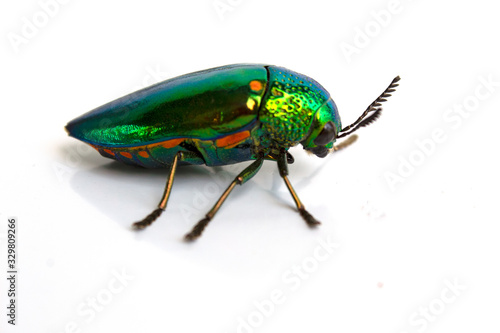 buprestis beetle buautiful shiny jawel bug on white background, green beetle nater