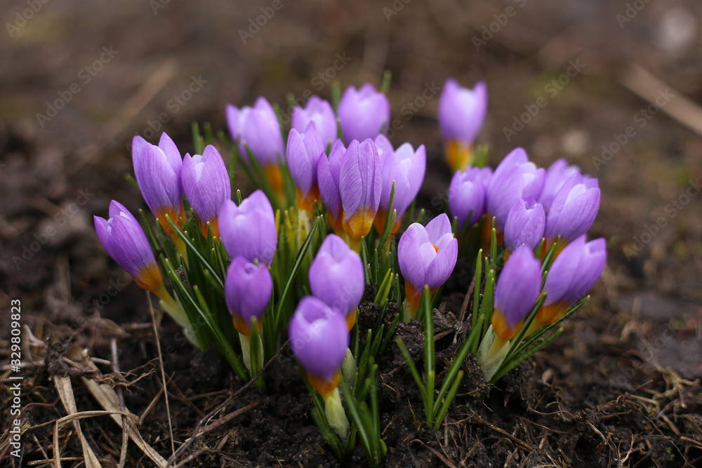 Gorgeous purple crocuses bloom in the early morning of March, in the garden. Gorgeous purple crocuses bloom in the early morning of March, in the garden.