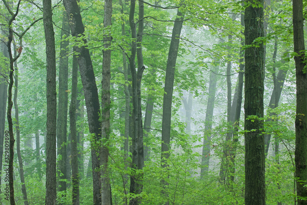 Obraz premium Landscape of spring woodland in fog, Kellogg Forest, Michigan, USA