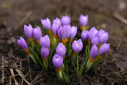 Gorgeous purple crocuses bloom in the early morning of March, in the garden.