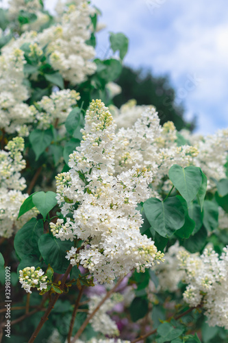 Fresh white lilac branches on the sky background, copyspace, selective focus