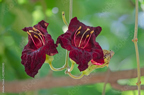 Red sausage tree flowers