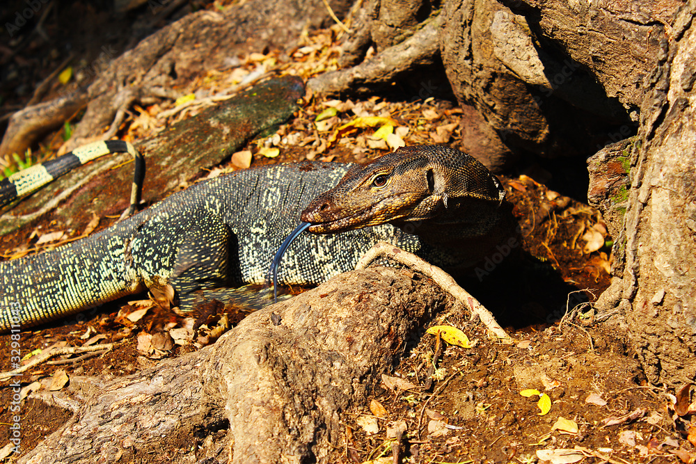 A varanus salvator digging a hole under a big tree A varanus salvator digging a hole under a big tree