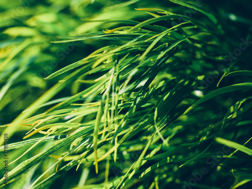 green grass background © Thanh