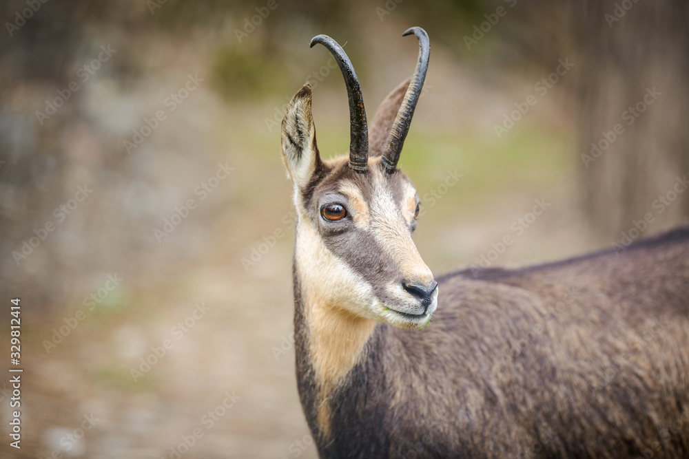 Chamois (Rupicapra rupicapra) within its natural habitat - high mountains Chamois (Rupicapra rupicapra) within its natural habitat - high mountains