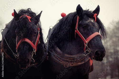 Two horses with ornate harness in close-up view.
