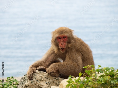 くつろぐ日本猿 © manbo-photo