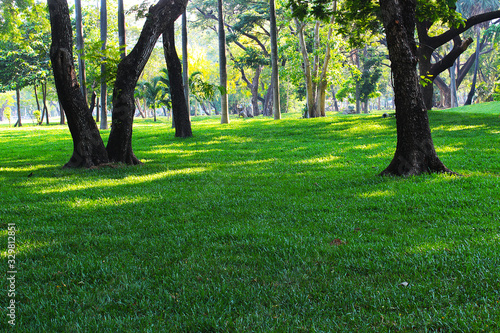 Lush lawn and big trees