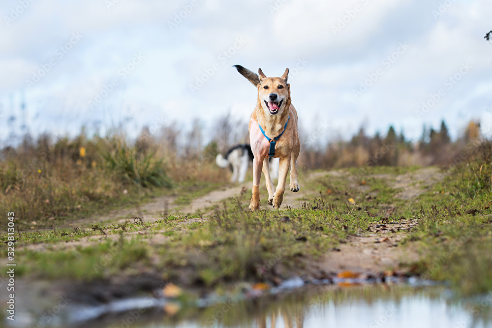 Excited dog running on trail in countryside