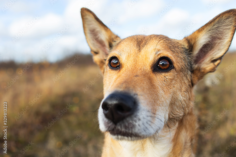 Confident mongrel dog sitting in countryside at nature