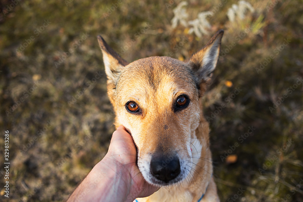 Faceless man stroking peaceful dog at nature