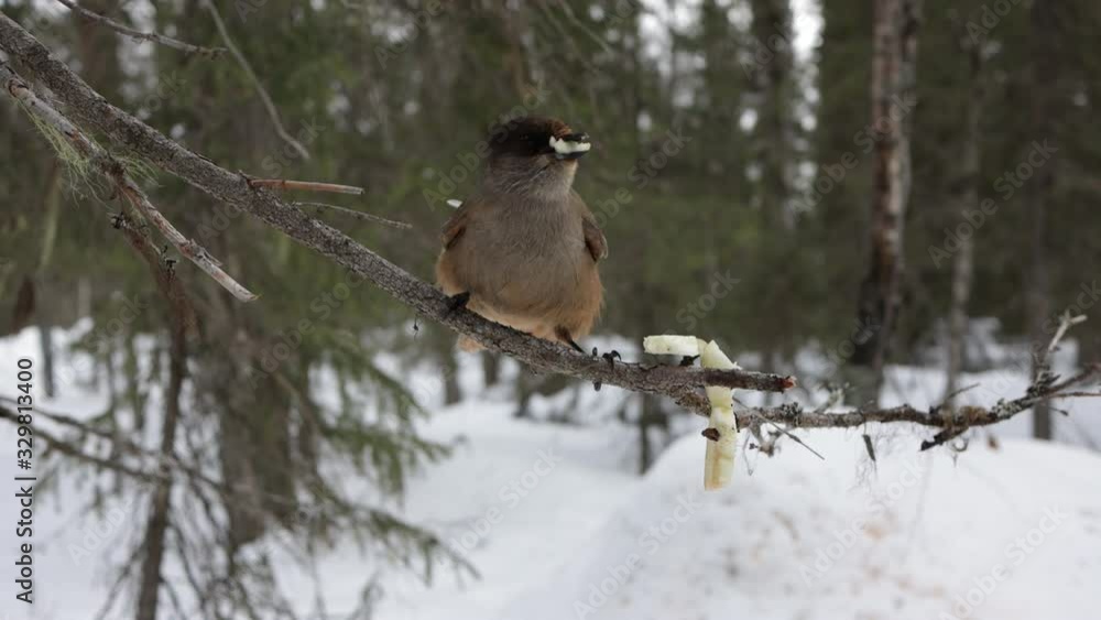 Siberian jay. Bird feeds on a tree branch