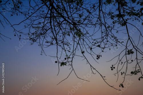 Beautiful silhouette tree branch on sky sunset background.