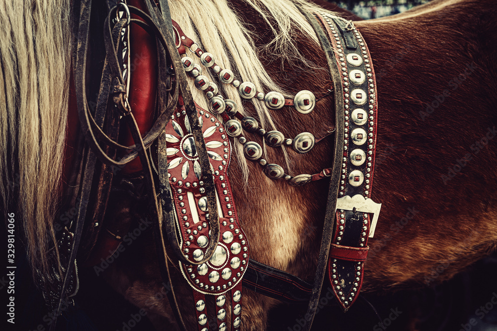 horse with ornate harness in close-up view.