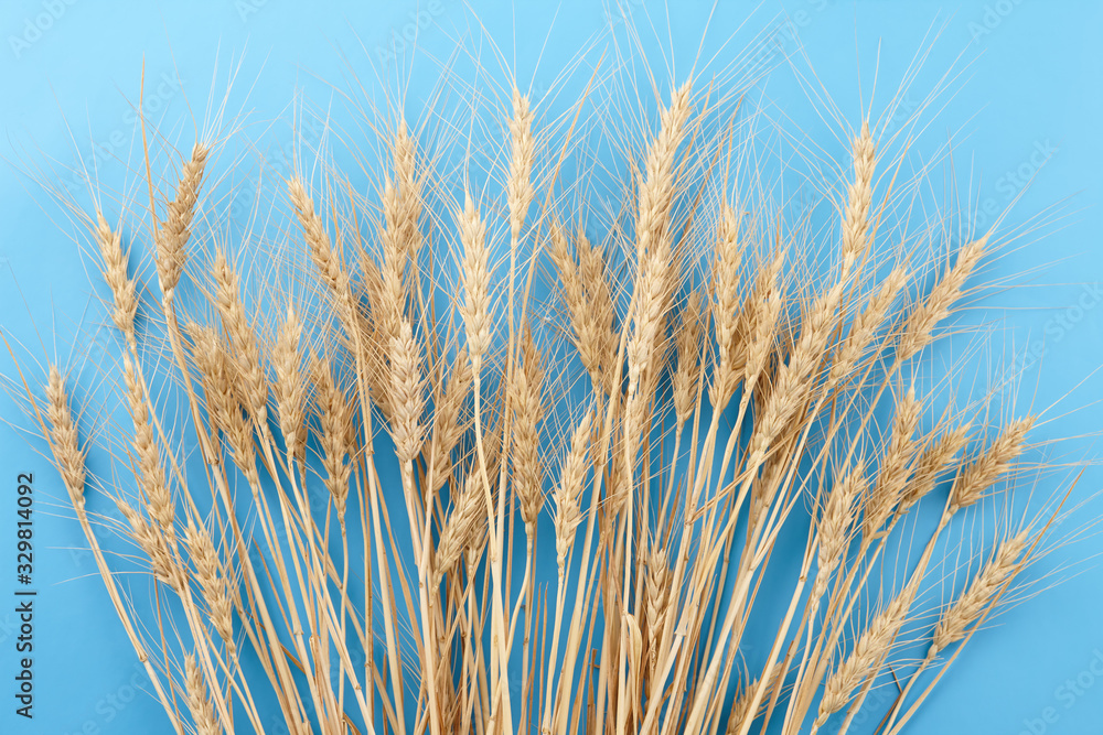 Ripe wheat ears on blue background Ripe wheat ears on blue background