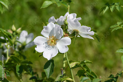 Close up of one large and delicate white rose in full bloom in a summer garden, in direct sunlight, with blurred green leaves in the background