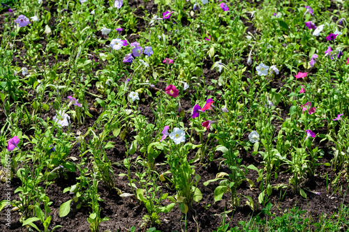 White  pink and blue petunia axillaris flowers and green leaves in a sunny spring garden viewed from above  fresh natural and floral outdoor background 