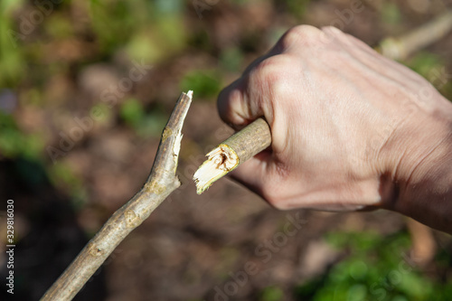 Foto Im Garten aufräumen Äste abknicken abbrechen