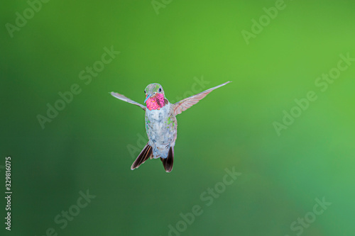 Broad-tailed Hummingbird Selasphorus platycercus photo