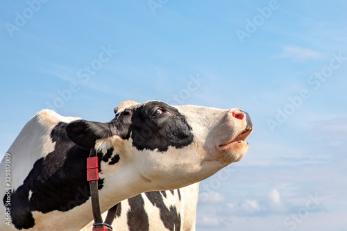 Canvastavla Black and white cow does moo with her head uplifted, blue sky