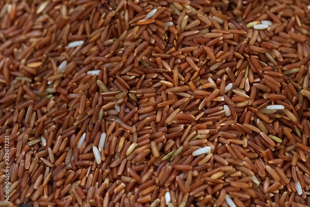 Close up of asia raw rice grain and dry rice background Close up of asia raw rice grain and dry rice background