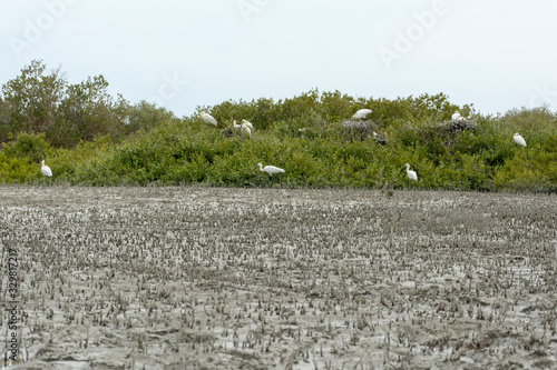 Egrets lying on their eggs in mangrove forest