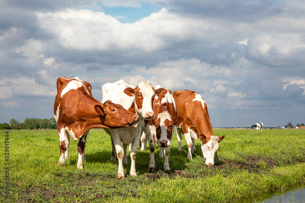 Four cows grazing playful next to each other in a row, in a green pasture with a dark cloudy sky, fully in view. Four cows grazing playful next to each other in a row, in a green pasture with a dark cloudy sky, fully in view.
