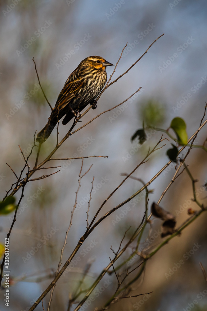Fototapeta premium Female Red-winged Blackbird resting