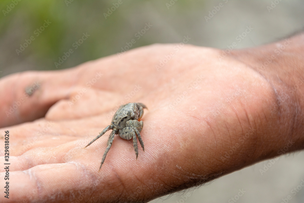 Obraz premium Little Crab