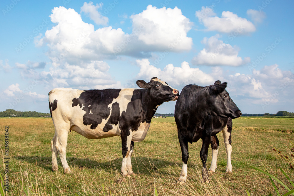 Two cows. Cow comforts another cow by licking her in a pasture under a blue sky and a straight horizon. Two cows. Cow comforts another cow by licking her in a pasture under a blue sky and a straight horizon.