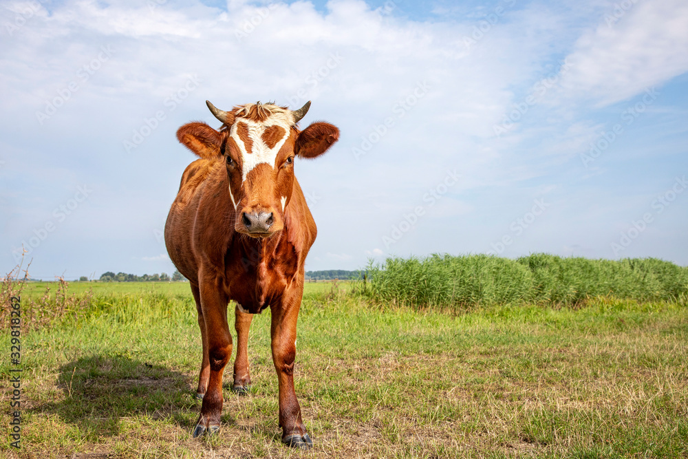 Cute red brown dairy cow stands in a meadow, fully in focus, blue sky, green grass. Cute red brown dairy cow stands in a meadow, fully in focus, blue sky, green grass.
