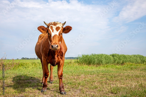 Cute red brown dairy cow stands in a meadow, fully in focus, blue sky, green grass.