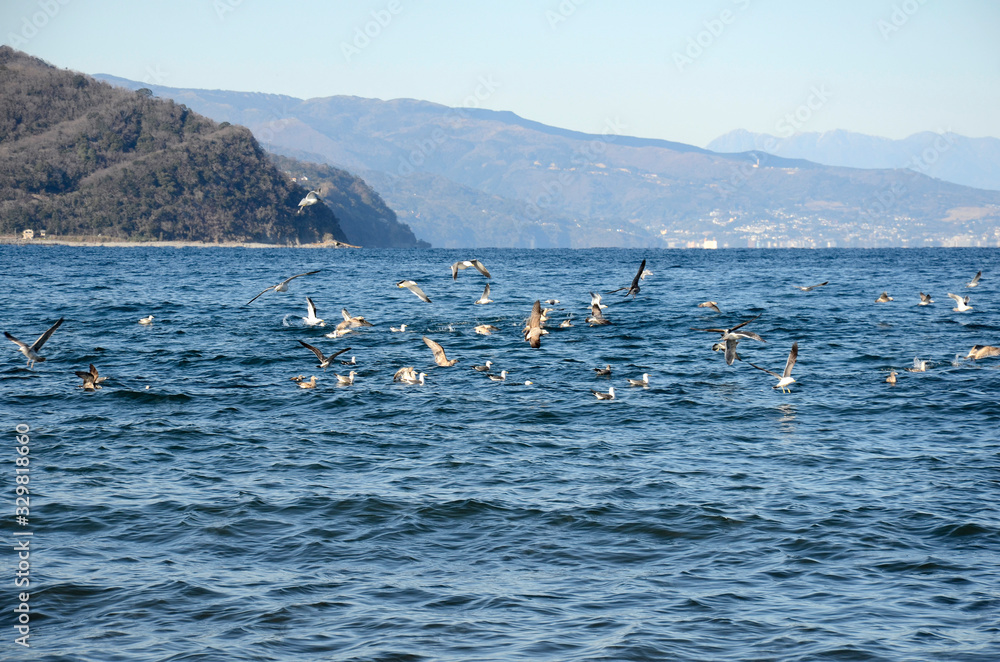 Obraz premium カモメ