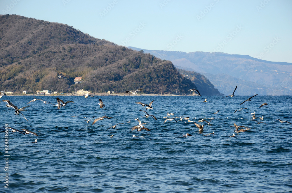 Obraz premium カモメ