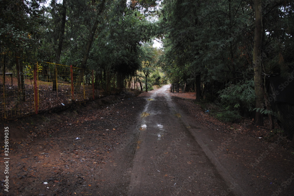 Fototapeta premium Campo Bosque