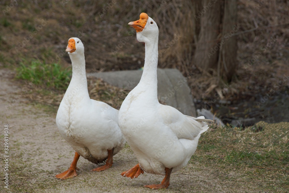 two large white geese stand on gray sand and green grass by the river two large white geese stand on gray sand and green grass by the river