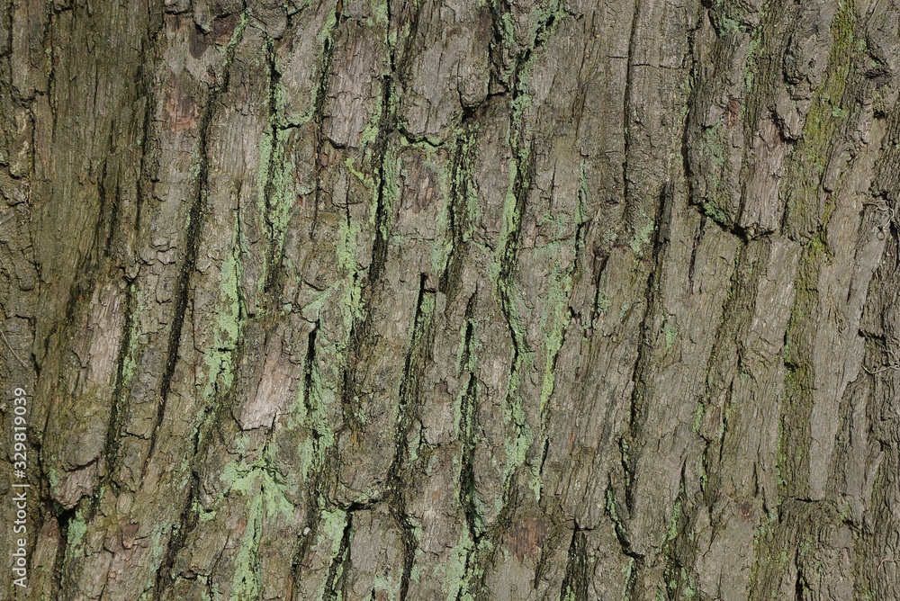 Gray green background from the dried bark of a large old oak tree Gray green background from the dried bark of a large old oak tree
