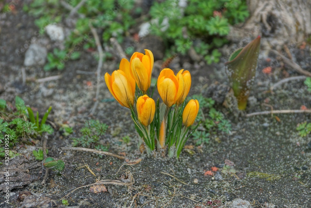 many small blooming yellow crocus flowers in the gray earth in the spring garden many small blooming yellow crocus flowers in the gray earth in the spring garden