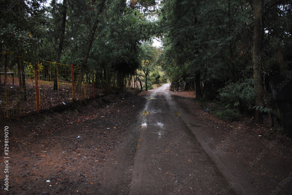 Campo y bosque