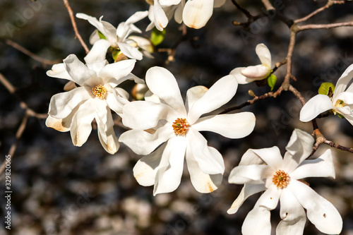 White Magnolia spring flowers. a beautiful white magnolia flower with fresh odor © Anna Pismenskova