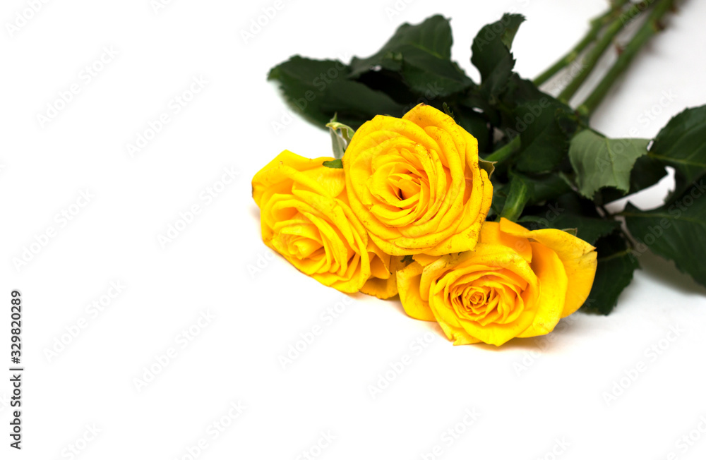 Fototapeta premium Yellow rose on a white background. A photo.