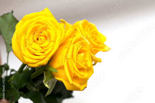 Yellow rose on a white background. A photo.