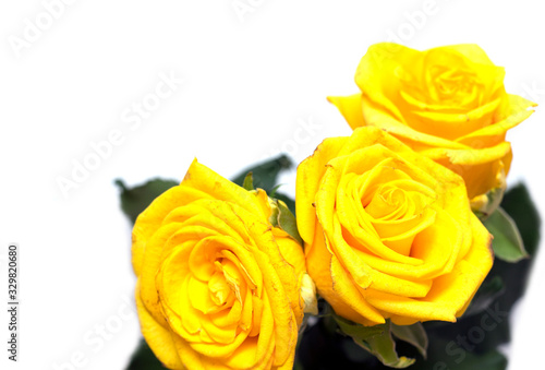 Yellow rose on a white background. A photo.
