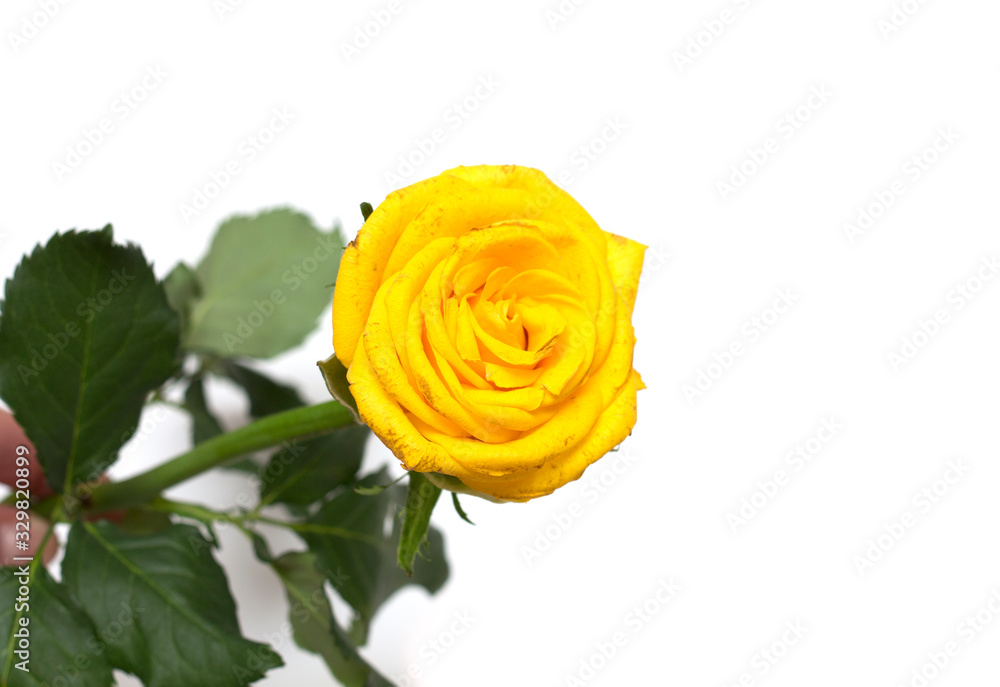 Yellow rose on a white background. A photo. Yellow rose on a white background. A photo.