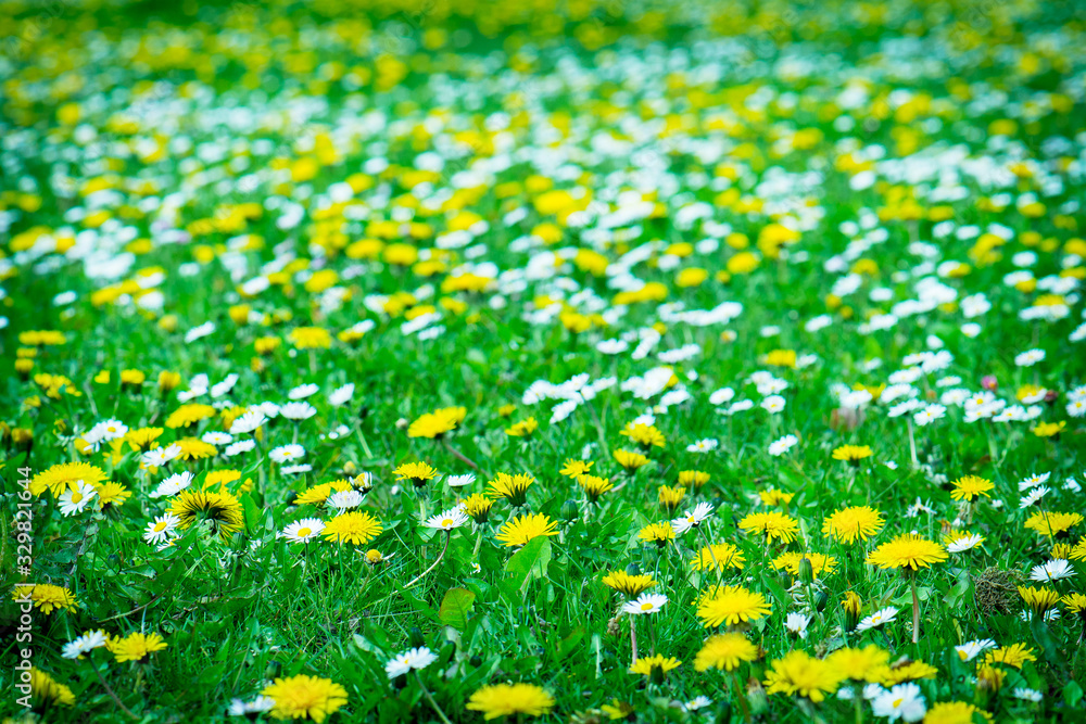 Fototapeta premium field of yellow dandelions and white daisies grow together