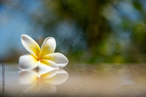 Exotic white frangipani flower on the dark grey stone. Spa, Wellness and harmony symbol © lenaivanova2311