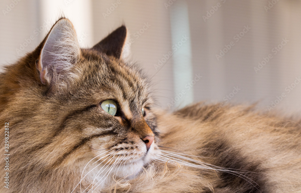 Fototapeta premium Pretty cat face in relax, siberian breed